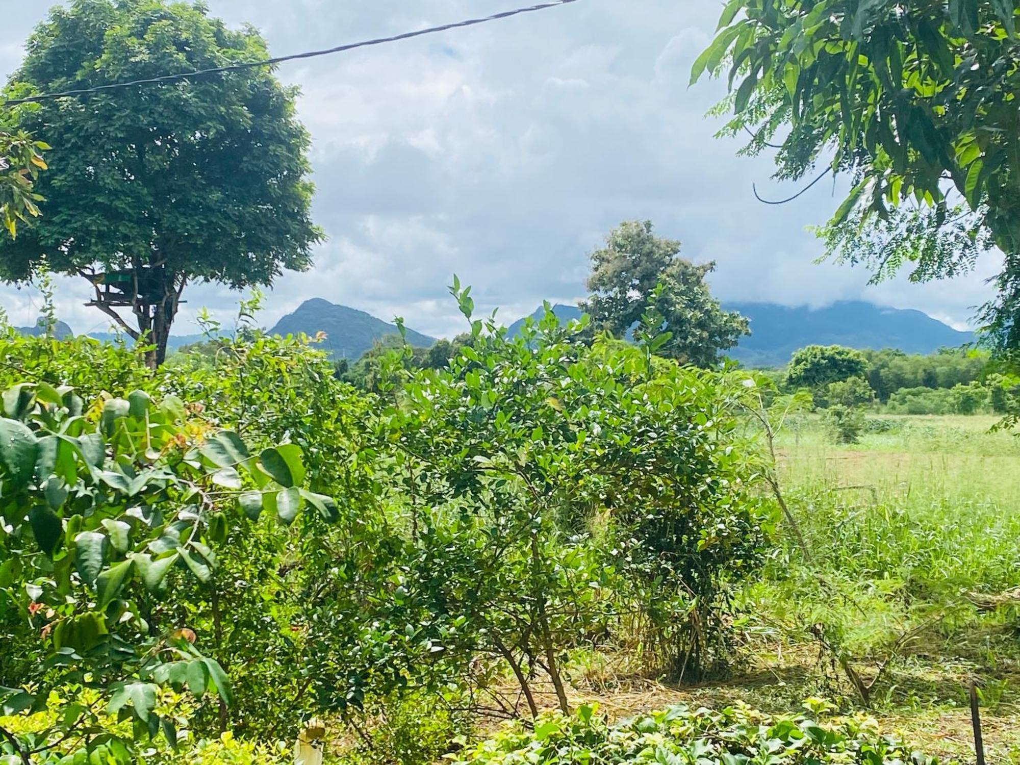 Fairview Dill Homestay Sigiriya Exteriér fotografie